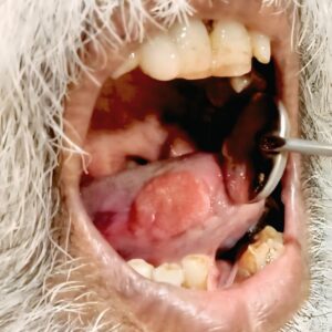 image of mouth cancer symptoms